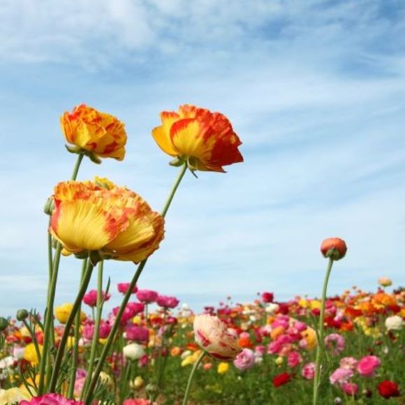 Meet your Posher, Hailey - Picture 1 of 1